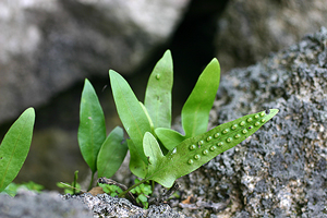 オキナワウラボシ-単葉状の葉身