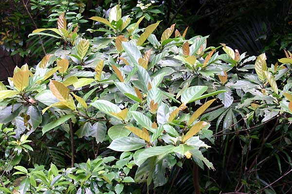 西表島植物図鑑 アカメイヌビワ