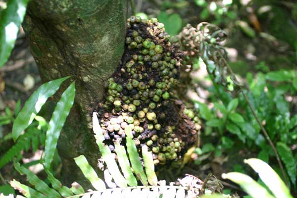 西表島植物図鑑 アカメイヌビワ