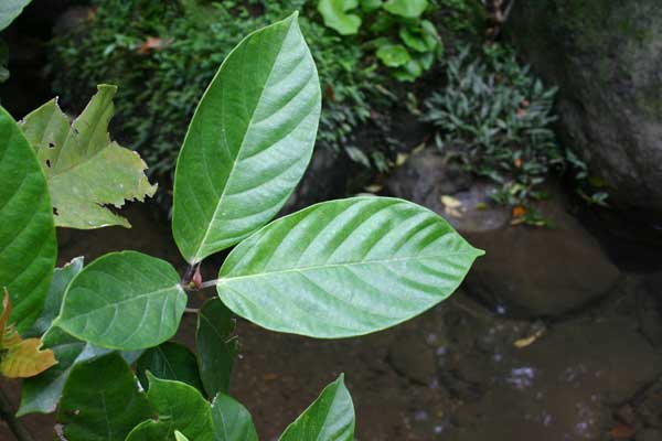 西表島植物図鑑 アカメイヌビワ