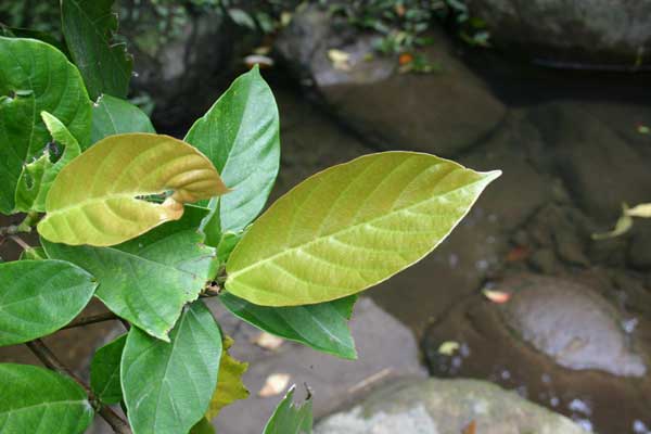 西表島植物図鑑 アカメイヌビワ