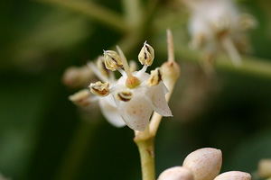モクタチバナ　花