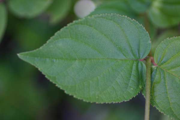 西表島植物図鑑 ヤエヤマウツギ