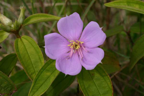 西表島植物図鑑 ノボタン