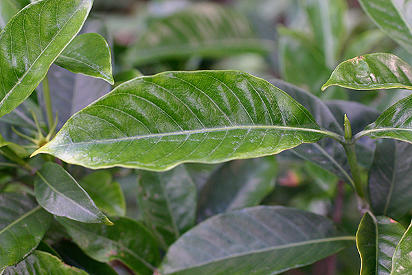 西表島植物図鑑 クチナシ