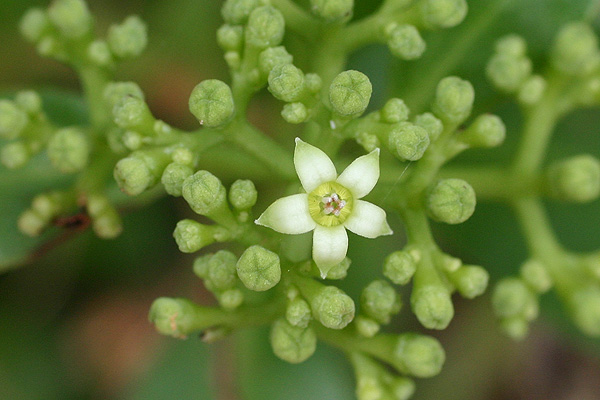 西表島植物図鑑 シラタマカズラ