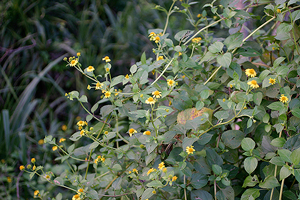 キダチハマグルマ - 開花