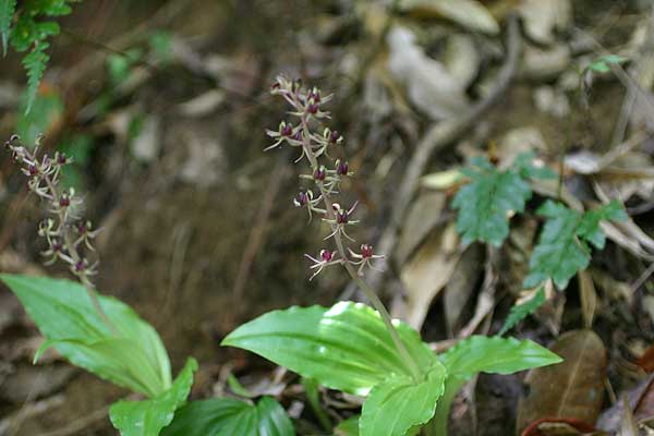 西表島植物図鑑 ユウコクラン