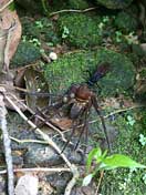 2005/9/6 アシダカグモを狩ったベッコウバチ科の一種